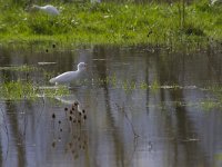 Bubulcus ibis 108, Koereiger, Saxifraga-Jan Nijendijk