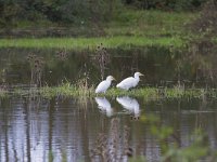 Bubulcus ibis 111, Koereiger, Saxifraga-Jan Nijendijk