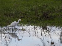 Bubulcus ibis 114, Koereiger, Saxifraga-Jan Nijendijk