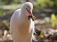 Bubulcus ibis 119, Koereiger, Saxifraga-Tom Heijnen