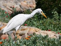 Bubulcus ibis 121, Koereiger, Saxifraga-Tom Heijnen