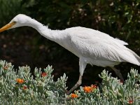 Bubulcus ibis 122, Koereiger, Saxifraga-Tom Heijnen