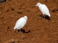 Bubulcus ibis 124, Koereiger, Saxifraga-Ed Stikvoort