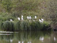 Bubulcus ibis 44, Koereiger, Saxifraga-Jan Nijendijk