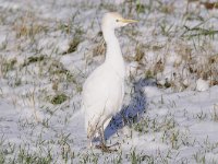 Bubulcus ibis 70, Koereiger, Saxifraga-Luuk Vermeer