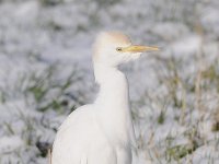 Bubulcus ibis 72, Koereiger, Saxifraga-Luuk Vermeer