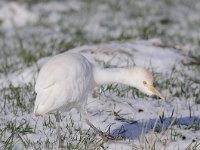 Bubulcus ibis 76, Koereiger, Saxifraga-Luuk Vermeer