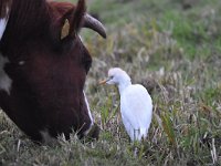 Bubulcus ibis 88, Koereiger, Saxifraga-Luuk Vermeer