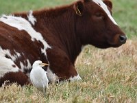 Bubulcus ibis 94, Koereiger, Saxifraga-Luuk Vermeer