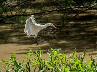 Bubulcus ibis, Koereiger 129, adult, breeding plumage, Saxifraga-Theo Verstrael