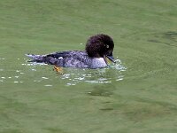 Bucephala clangula 39, Brilduiker, Saxifraga-Bart Vastenhouw