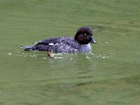 Bucephala clangula 41, Brilduiker, Saxifraga-Bart Vastenhouw