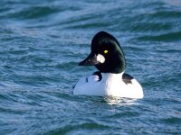 Bucephala clangula 49, Brilduiker, Saxifraga-Bart Vastenhouw