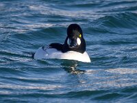 Bucephala clangula 54, Brilduiker, Saxifraga-Bart Vastenhouw