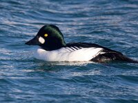 Bucephala clangula 57, Brilduiker, Saxifraga-Bart Vastenhouw