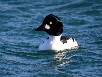 Bucephala clangula 59, Brilduiker, Saxifraga-Bart Vastenhouw