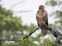 Buteo buteo ssp vulpinus