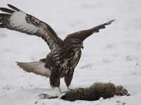 Buteo buteo 228, Buizerd, Saxifraga-Luuk Vermeer