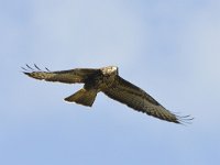 Buteo buteo 234, Buizerd, Saxifraga-Tom Heijnen