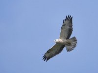 Buteo buteo 236, Buizerd, Saxifraga-Tom Heijnen