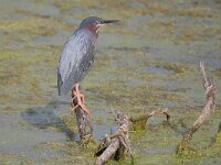 Butorides virescens 2, Groene reiger, Saxifraga-Tom Heijnen