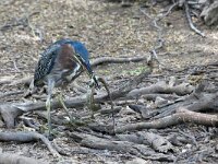 Butorides virescens 7, Groene reiger, Saxifraga-Tom Heijnen