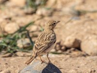 Calandrella brachydactyla 7, Kortteenleeuwerik, Saxifraga-Bart Heijne