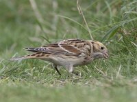 Calcarius lapponicus 10, IJsgors, Saxifraga-Mark Zekhuis