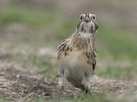 Calcarius lapponicus 11, IJsgors, Saxifraga-Mark Zekhuis