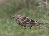 Calcarius lapponicus 13, IJsgors, Saxifraga-Mark Zekhuis