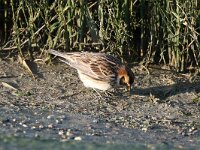 Calcarius lapponicus 8, IJsgors, Saxifraga-Henk Baptist