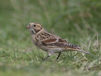 Calcarius lapponicus 9, IJsgors, Saxifraga-Mark Zekhuis