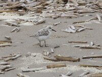 Calidris alba 102, Drieteenstrandloper, Saxifraga-Willem van Kruijsbergen