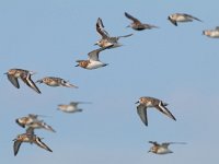 Calidris alba 55, Drieteenstrandloper, Saxifraga-Mark Zekhuis