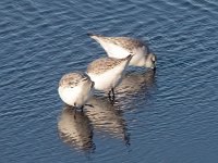 Calidris alba 56, Drieteenstrandloper, Saxifraga-Bart Vastenhouw