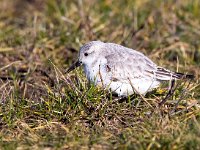 Calidris alba 57, Drieteenstrandloper, Saxifraga-Bart Vastenhouw