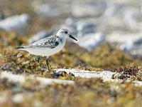 Calidris alba 63, Drieteenstrandloper, Saxifraga-Tom Heijnen