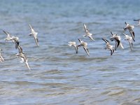 Calidris alba 65, Drieteenstrandloper, Saxifraga-Tom Heijnen