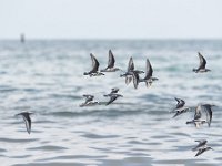 Calidris alba 66, Drieteenstrandloper, Saxifraga-Tom Heijnen