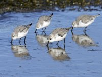 Calidris alba 68, Drieteenstrandloper, Saxifraga-Tom Heijnen