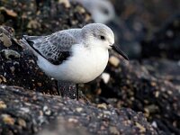 Calidris alba 83, Drieteenstrandloper, Saxifraga-Bart Vastenhouw