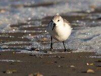 Calidris alba 91, Drieteenstrandloper, Saxifraga-Bart Vastenhouw