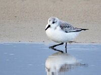 Calidris alba 94, Drieteenstrandloper, Saxifraga-Bart Vastenhouw