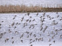 Calidris alpina 36, Bonte strandloper, Saxifraga-Tom Heijnen