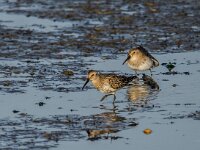 Calidris alpina 40, Bonte strandloper, adult, winter plumage, Saxifraga-Theo Verstrael