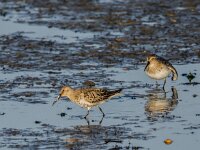 Calidris alpina 41, Bonte strandloper, adult, winter plumage, Saxifraga-Theo Verstrael