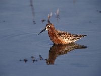 Calidris ferruginea 1, Krombekstrandloper, Saxifraga-Arie de Knijff