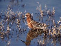 Calidris ferruginea 2, Krombekstrandloper, Saxifraga-Arie de Knijff