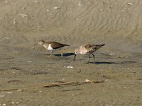 Calidris ferruginea 5, Krombekstrandloper, Saxifraga-Piet Munsterman