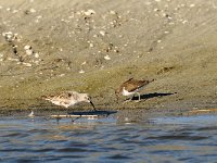 Calidris ferruginea 6, Krombekstrandloper, Saxifraga-Piet Munsterman